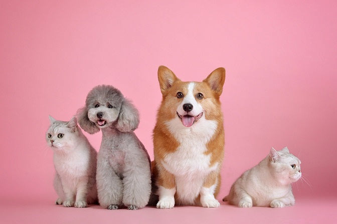 Teppiche für Hund & Katz´- Tipps vom Profi