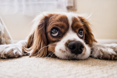 Teppich für Hunde und Katzen: Tipps vom Profi