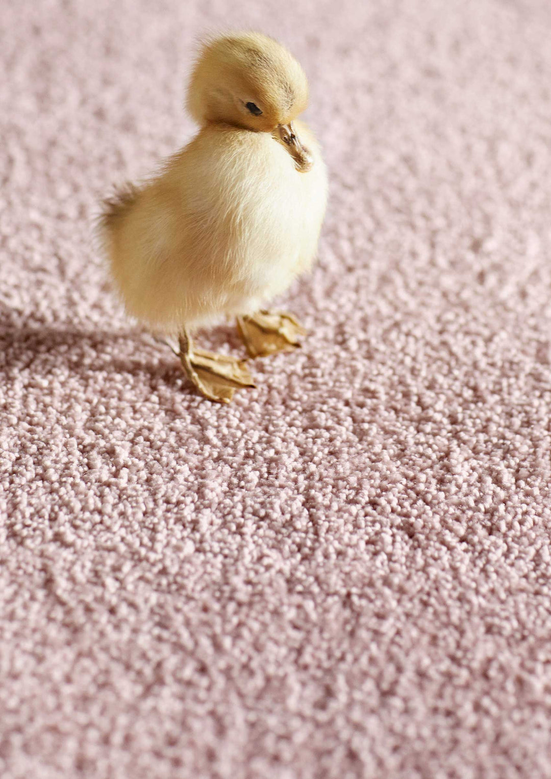 Venice Teppich rechteckig